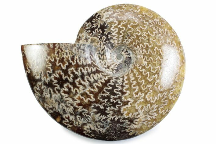 Polished Ammonite (Cleoniceras) Fossil - Madagascar #365046